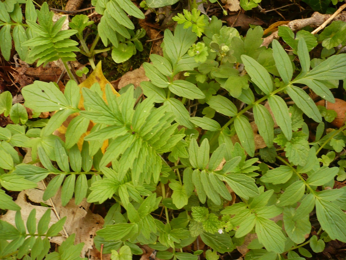 Valeriana officinalis subsp. officinalis (Caprifoliaceae)